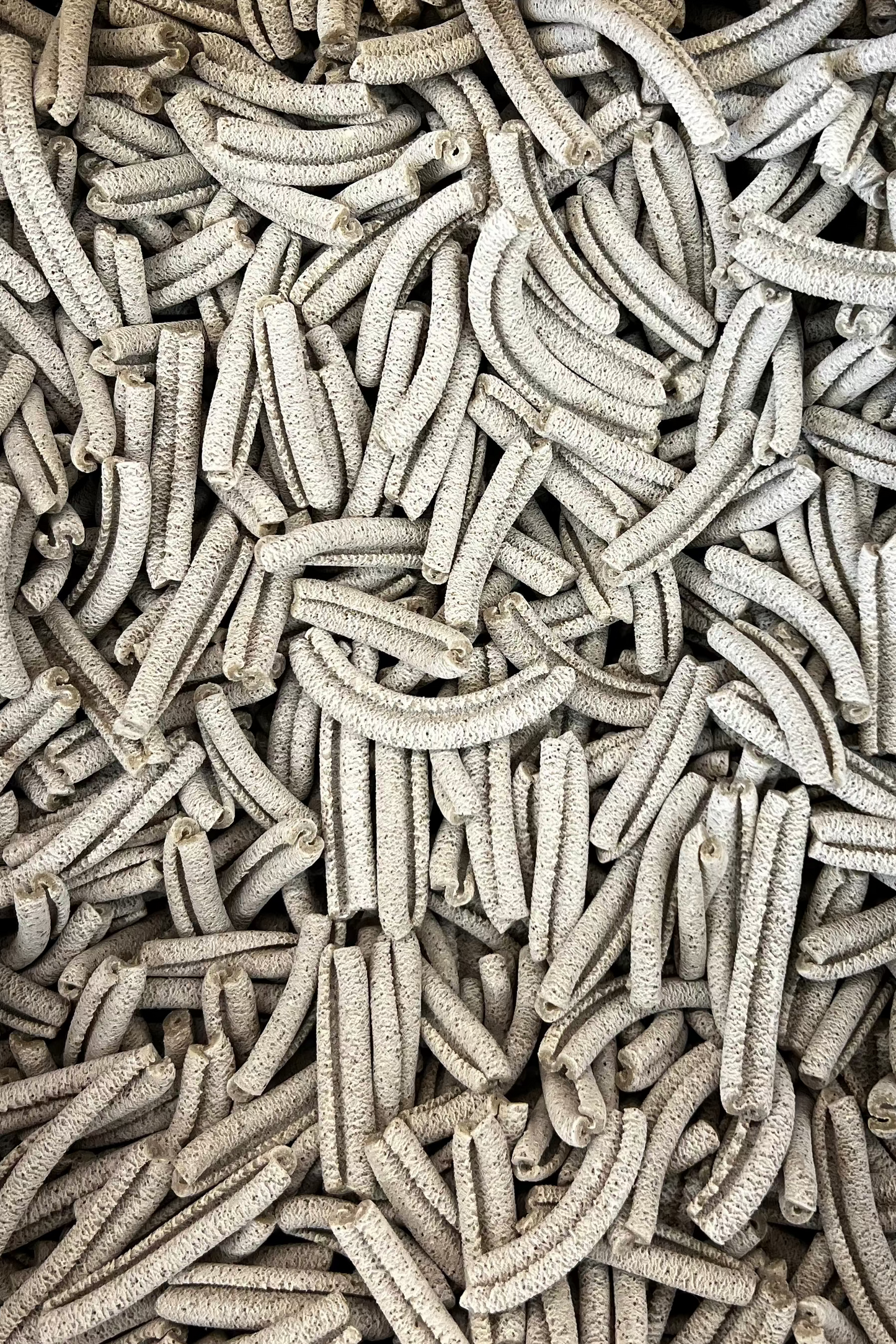 Capunti de pastanaga antiga BIO