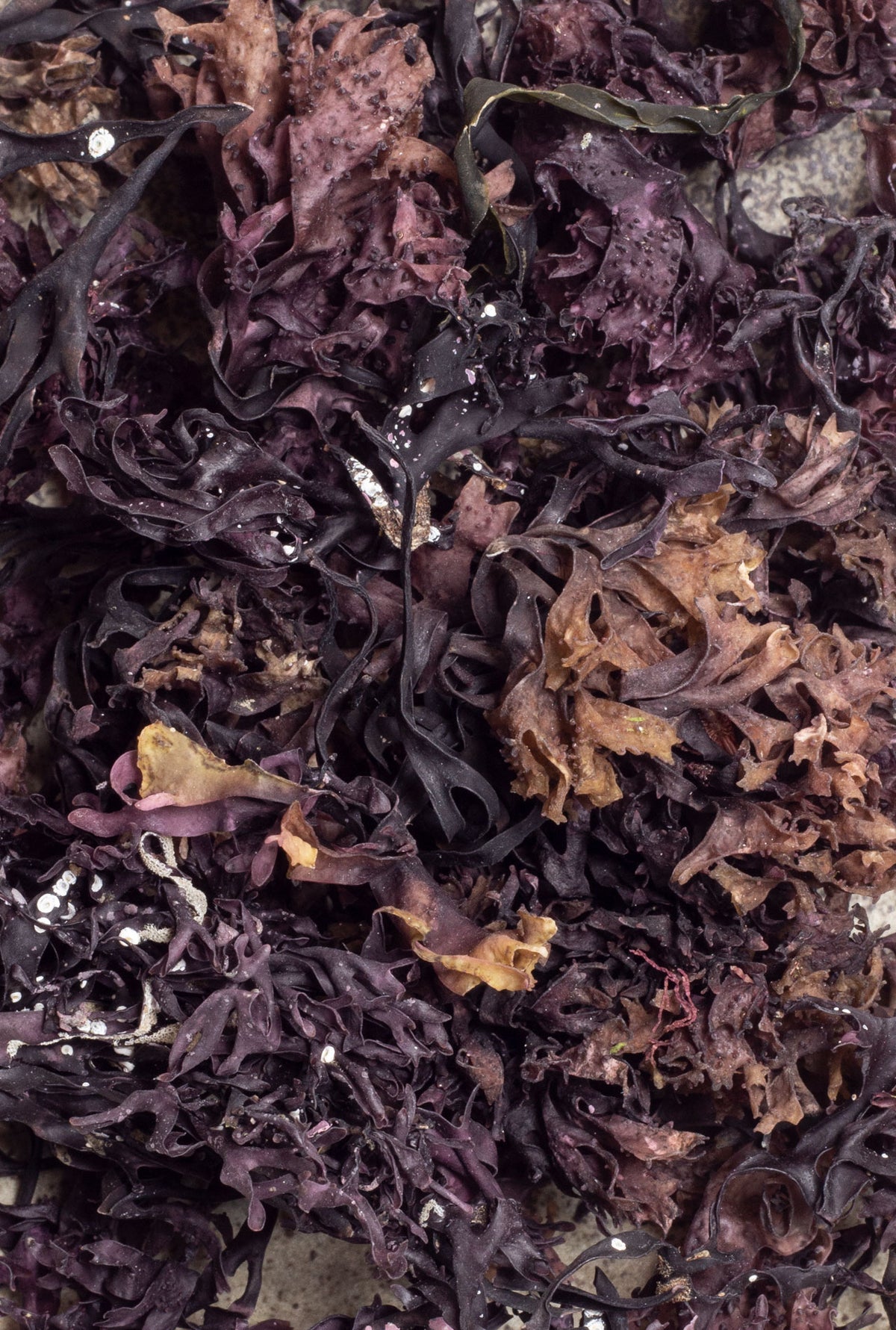 Organic Sea Moss 30g