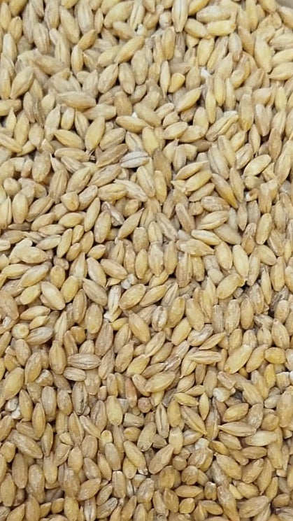 Grano de cebada ECO