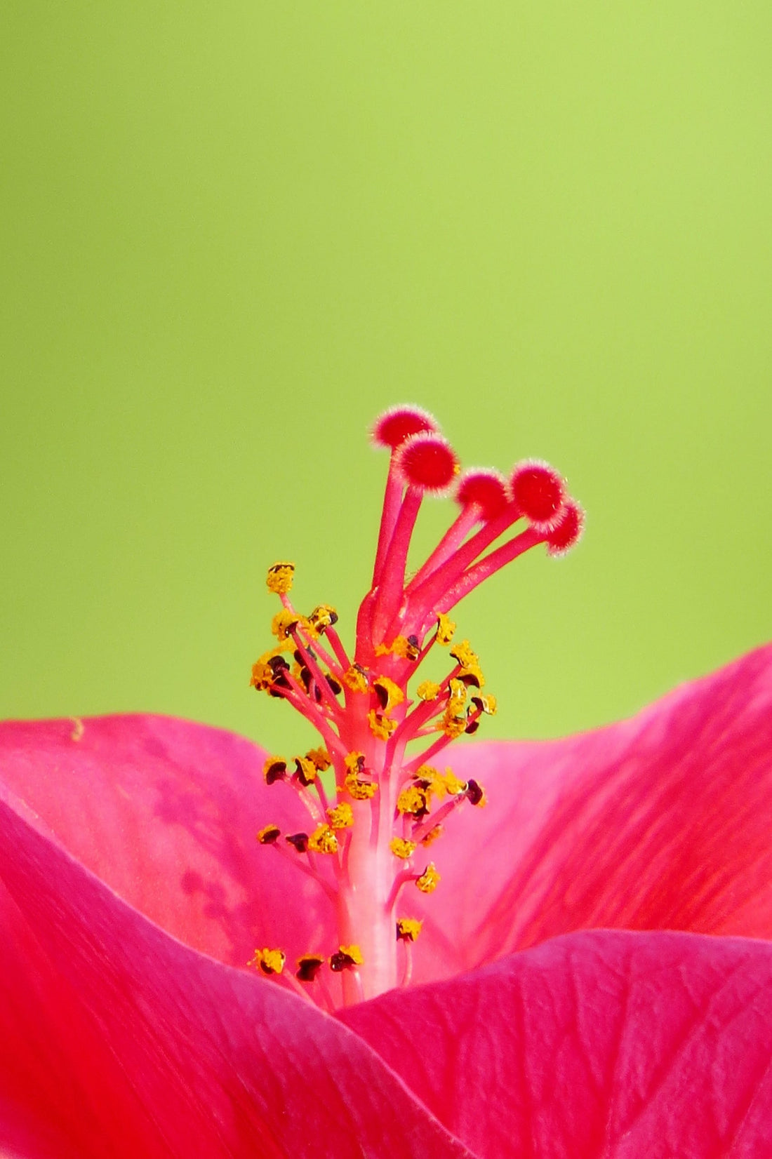Flor de hibisco primer plano
