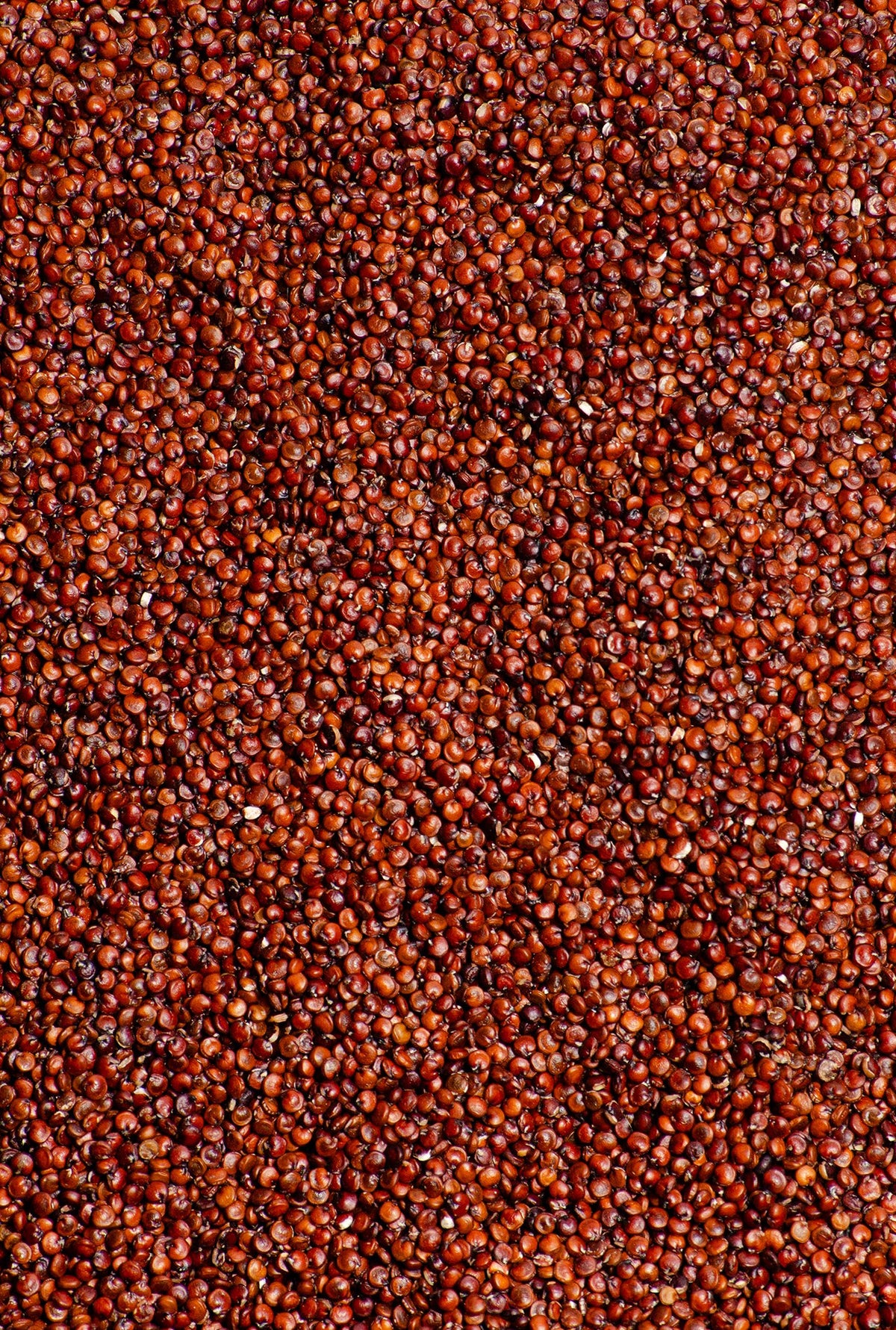 quinoa roja
