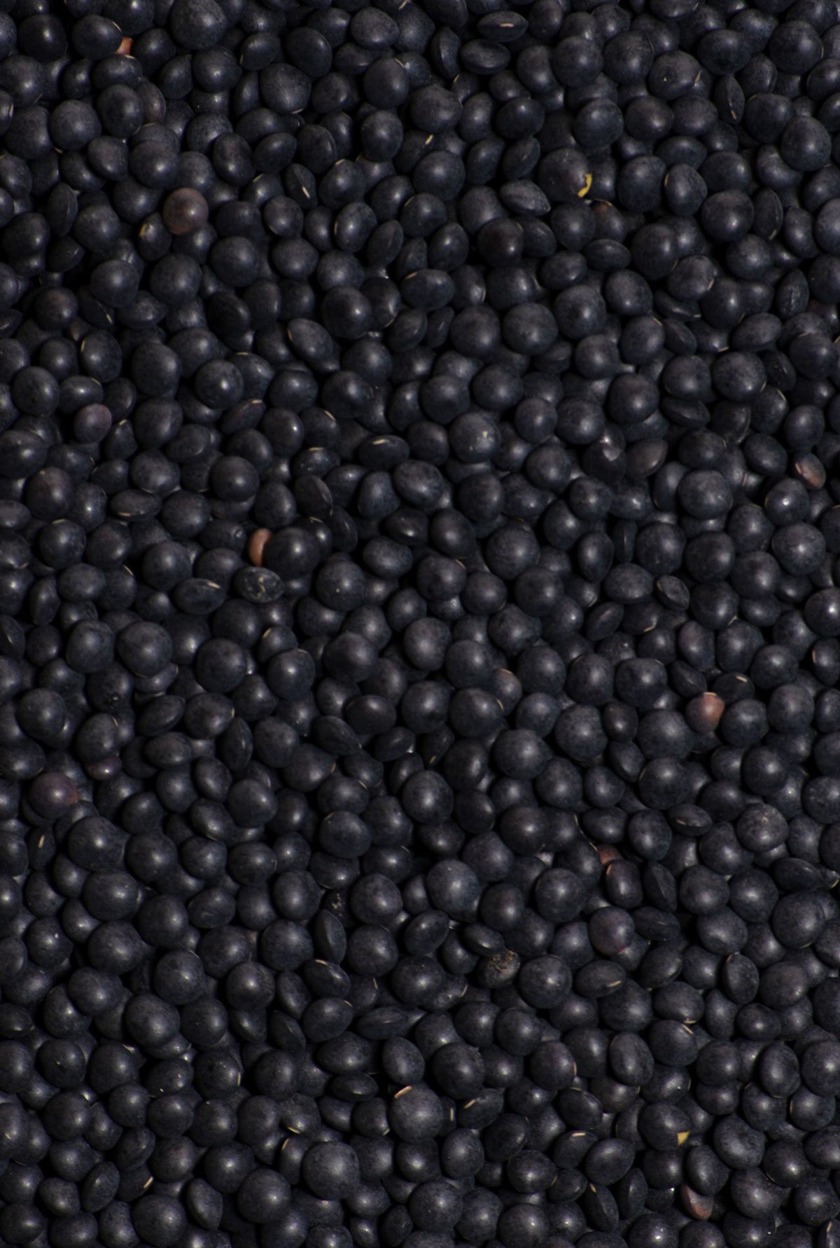 lenteja caviar