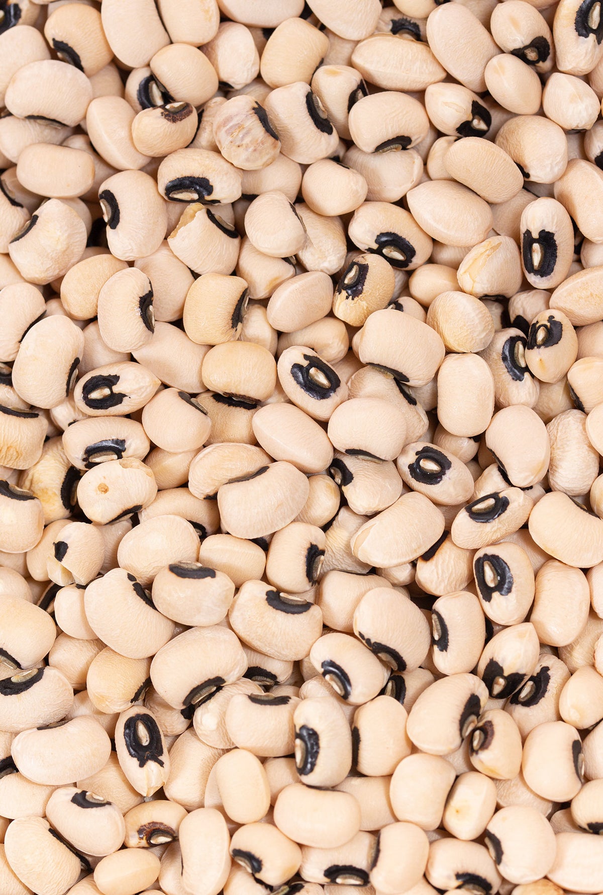 Black-eyed pea/Fesolet