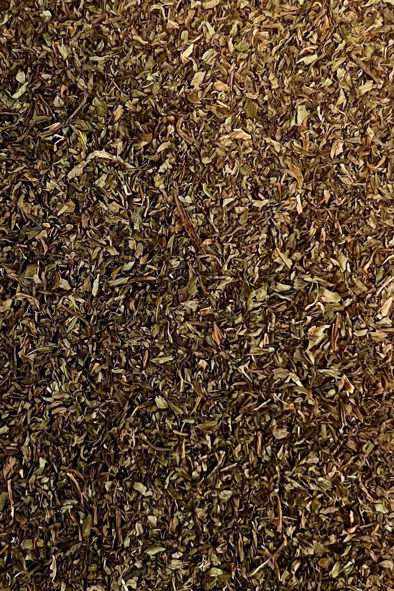 Menta piperita