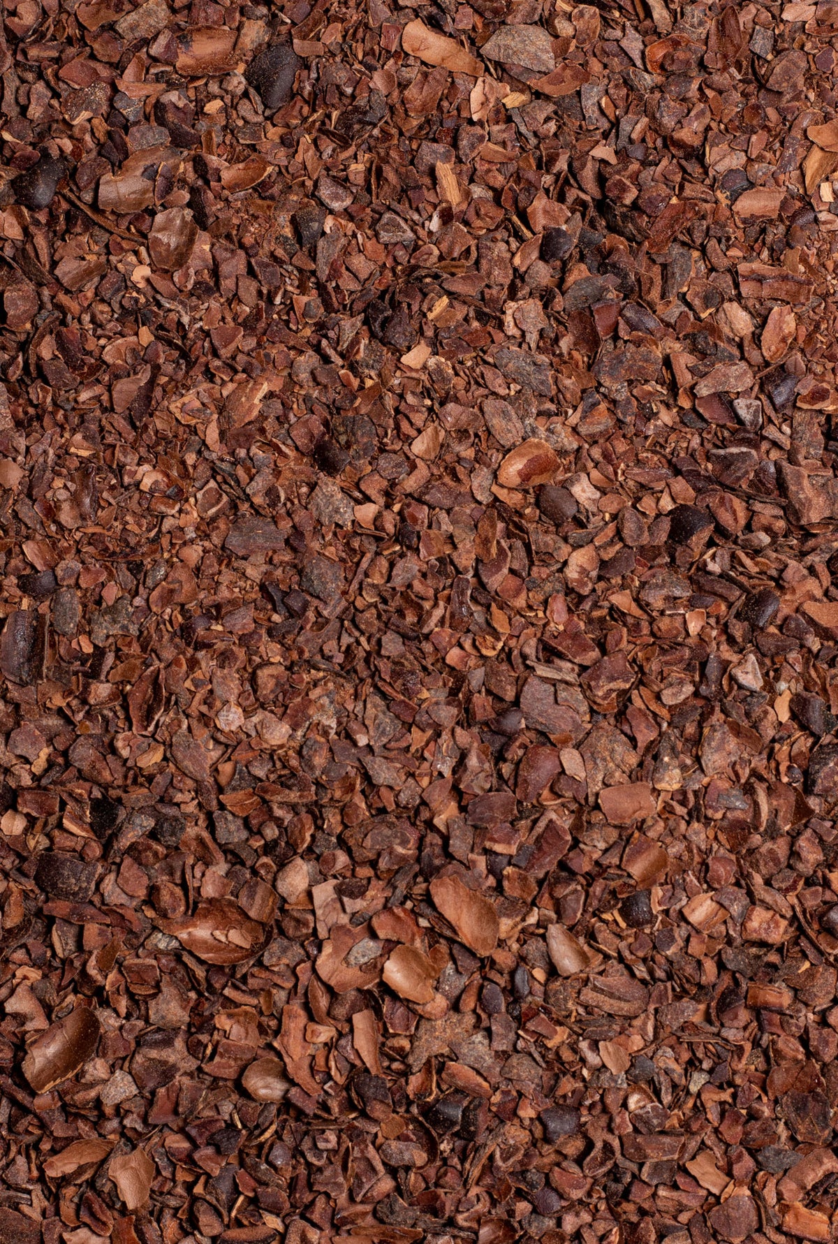 cacao molido para infusionar