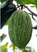 Macambo