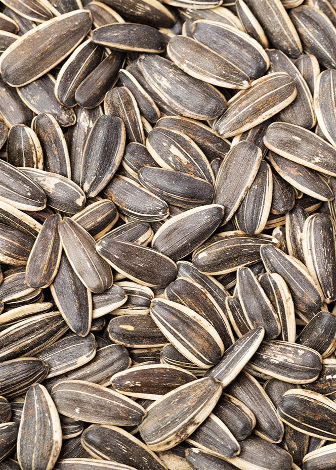 Sunflower seed with shell
